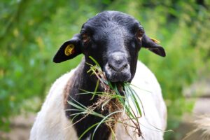 zdjęcie przeżuwającej owcy