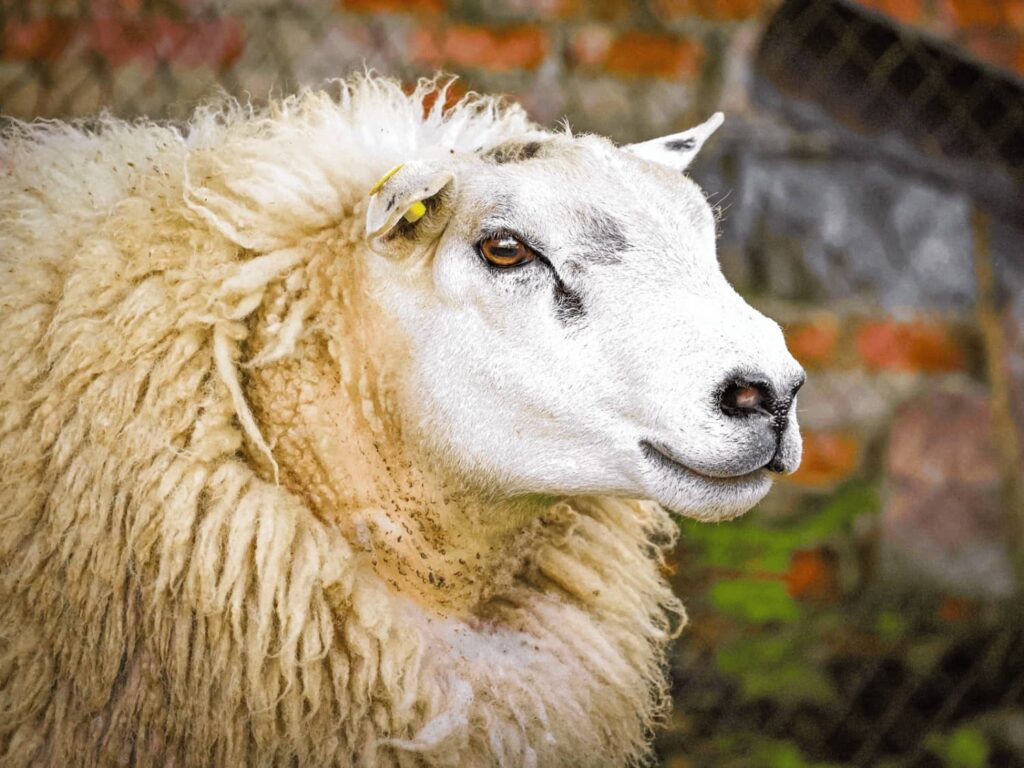 texel