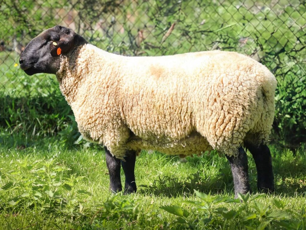 suffolk