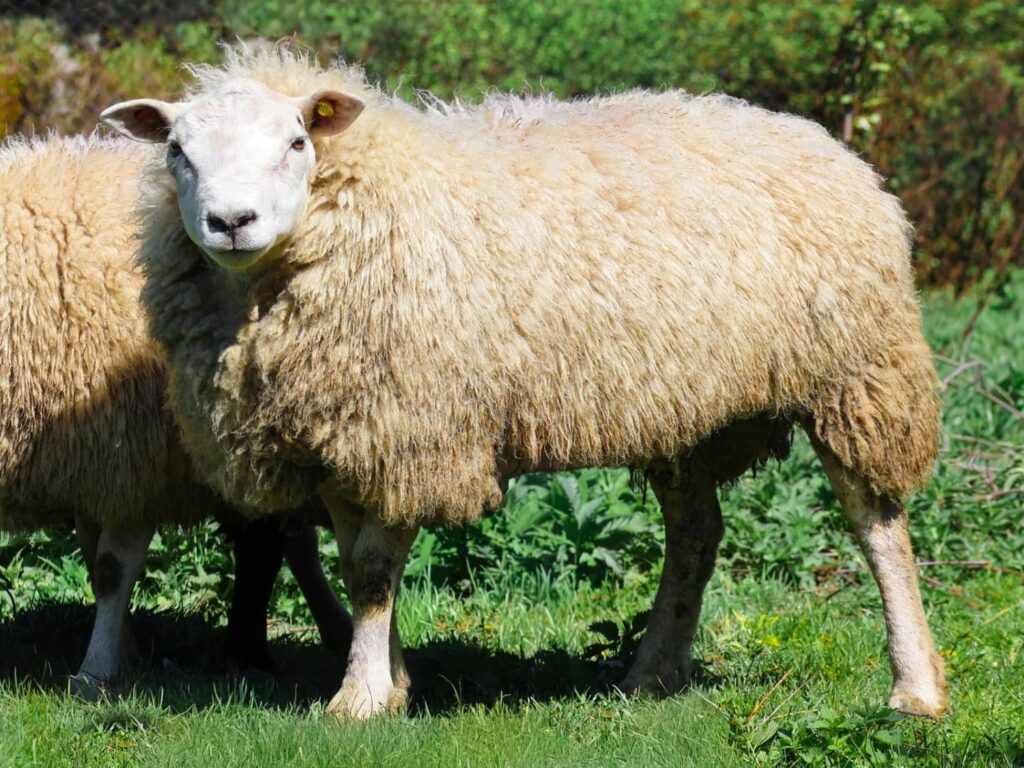 Owca texel