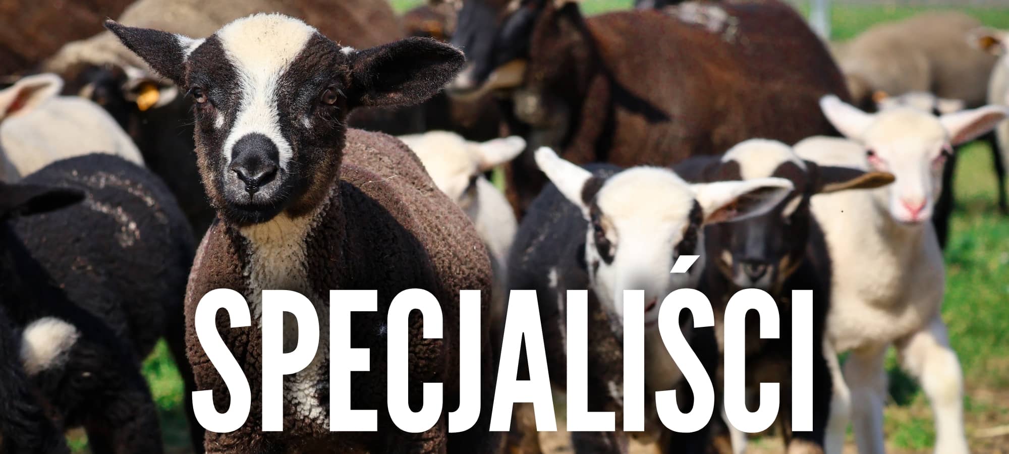 specjaliści