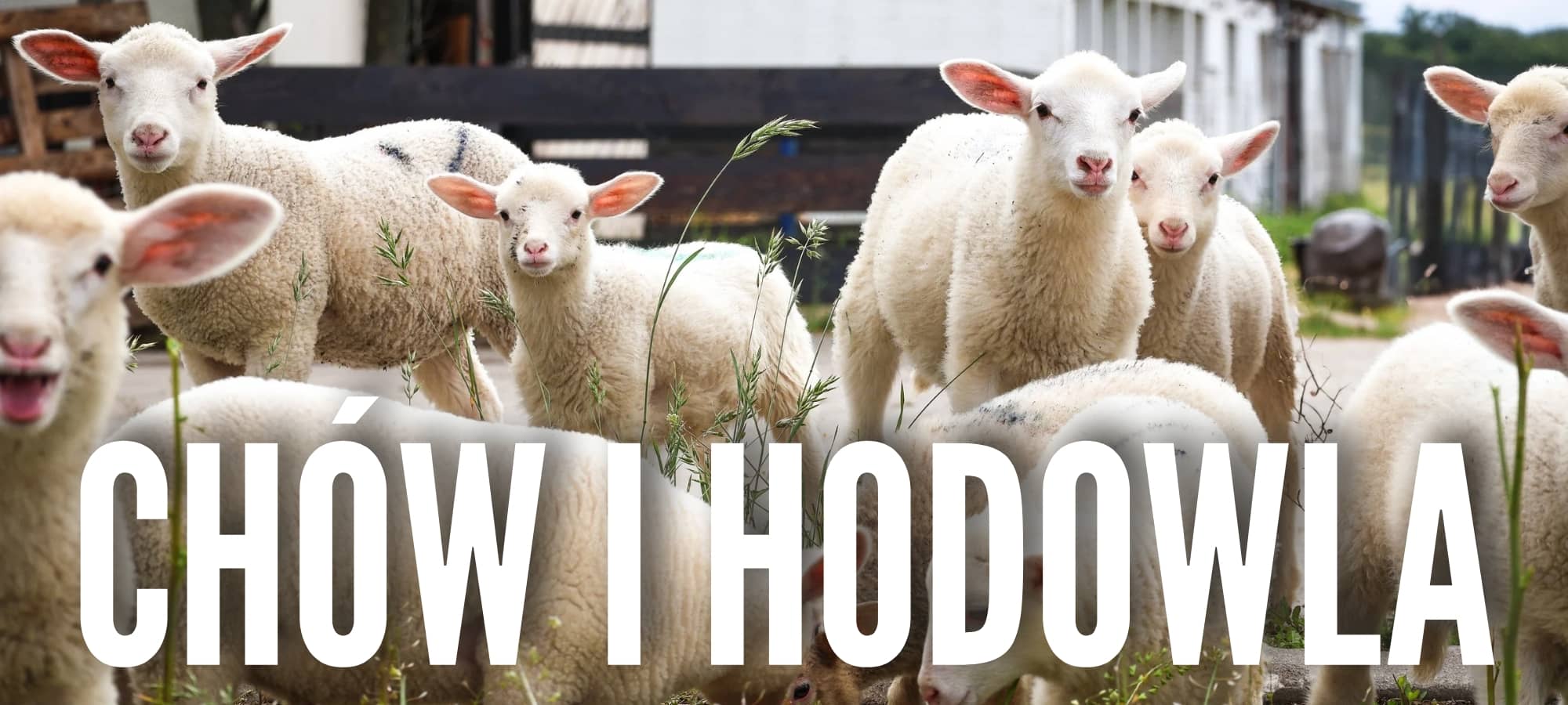 chów i hodowla