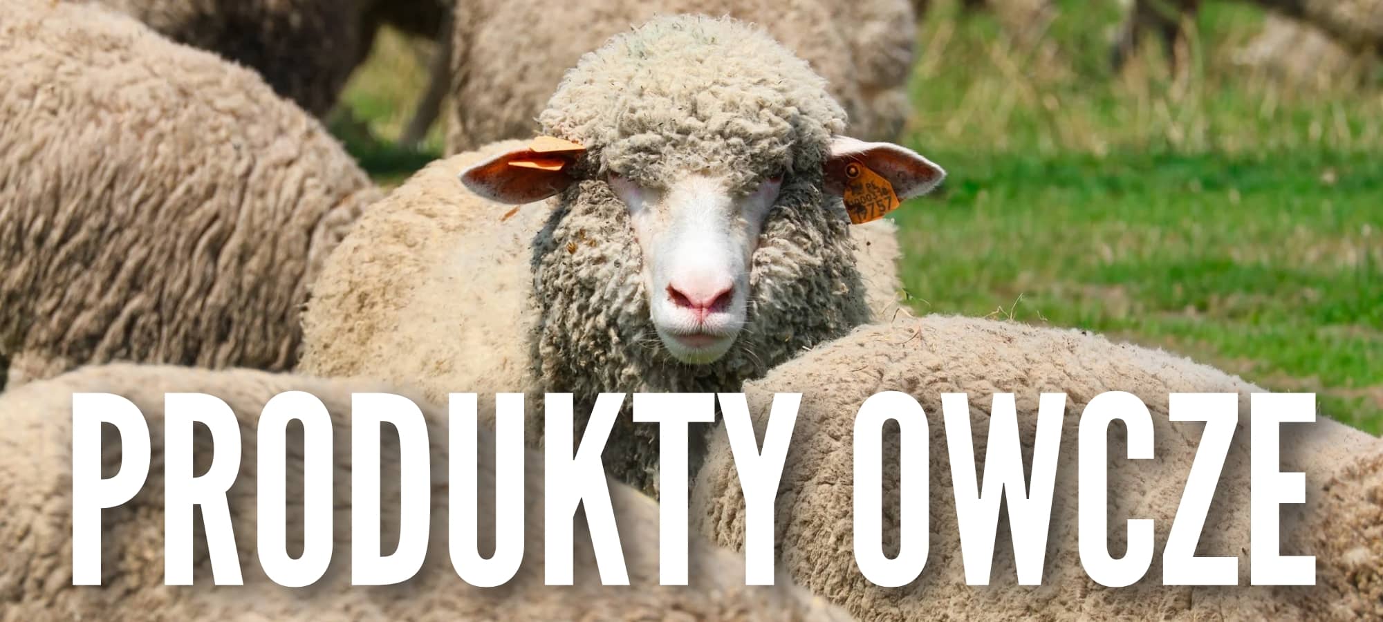 produkty owcze