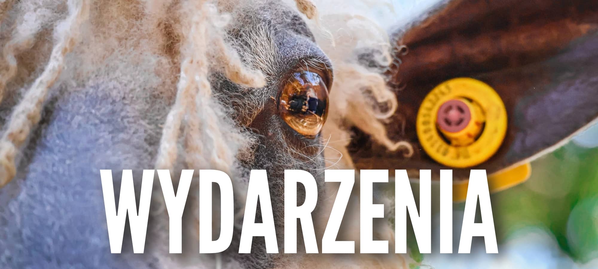 wydarzenia