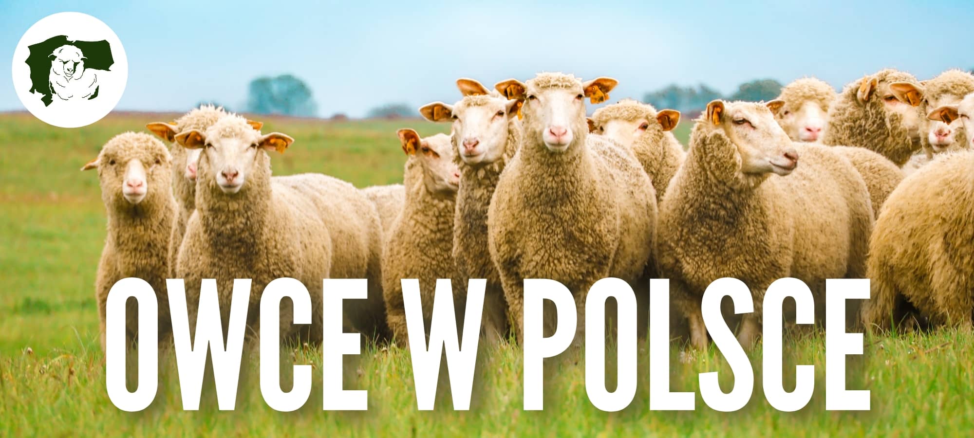 Owce w Polsce
