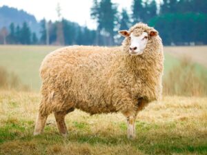 Polska owca pogórza