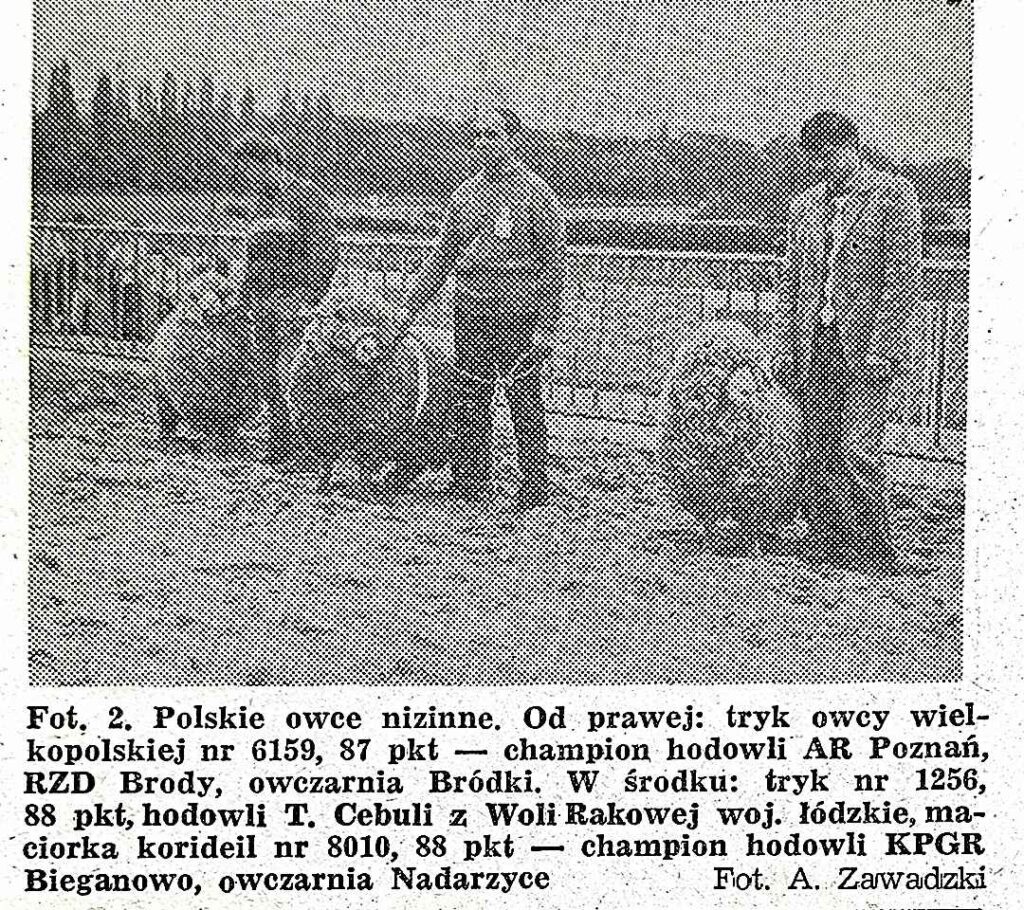 Wystawa owiec