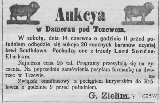 Owca czarnogłówka