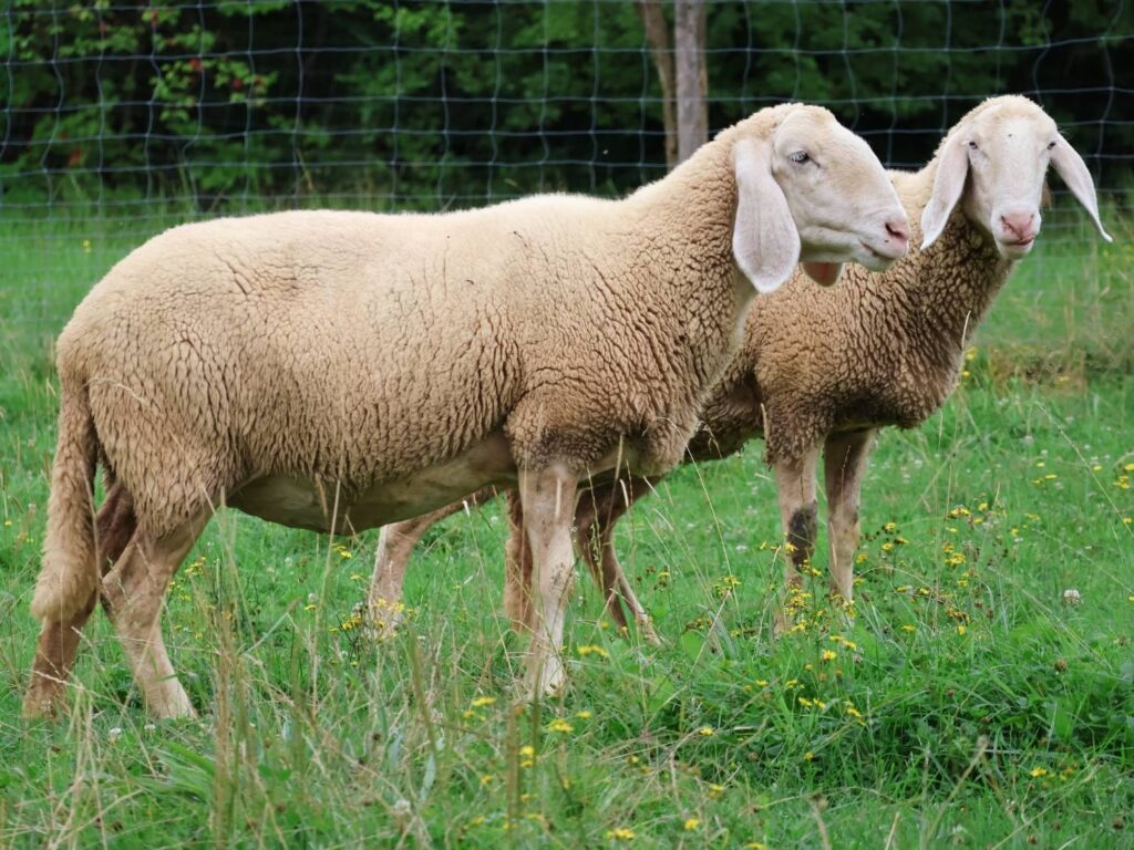 Owce bergschaf